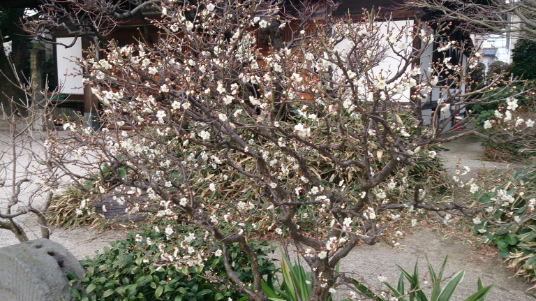 福岡　東長寺の梅が開花していました。